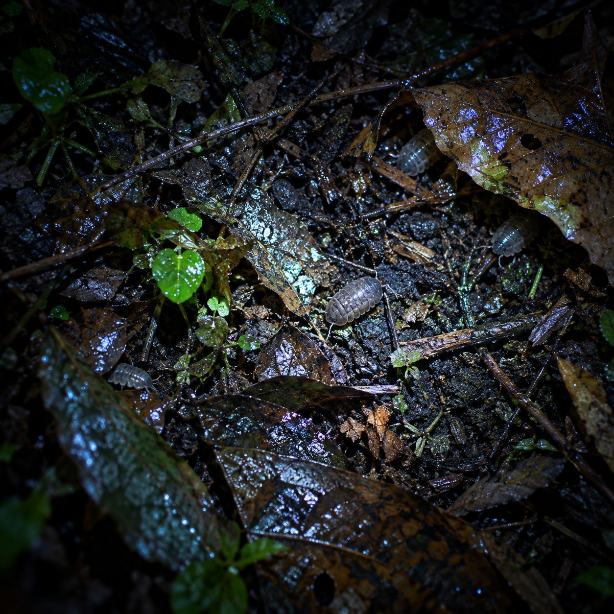 Horn's downward view into a damp garden bed at night: a cool torch beam picks out small grey armoured shapes among wet leaves and twigs, with green-edged highlights fading into near-black. Horn remains outside the frame.